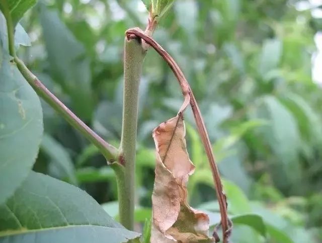 梢果杀手梨小食心虫