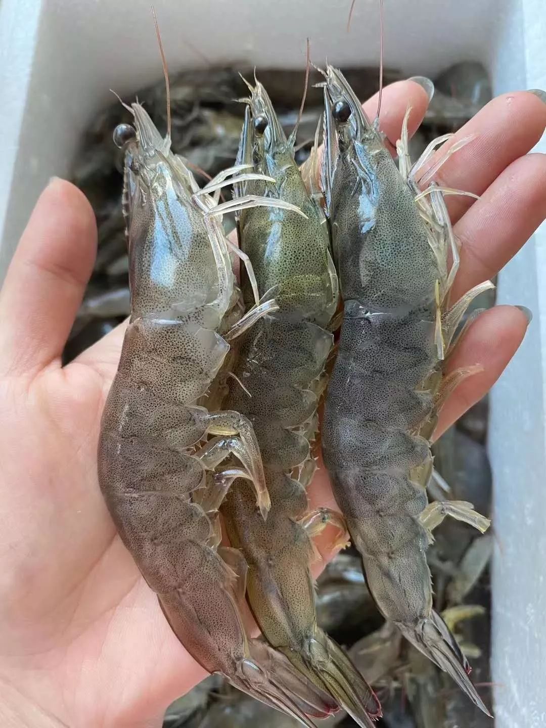 味更美个更大蓝色海洋的鲜活大虾又来了