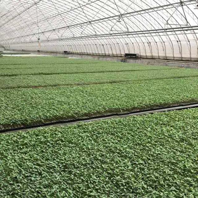 四川盆地茄子嫁接越冬育苗与设施提早密植的高效栽培新技术_接穗