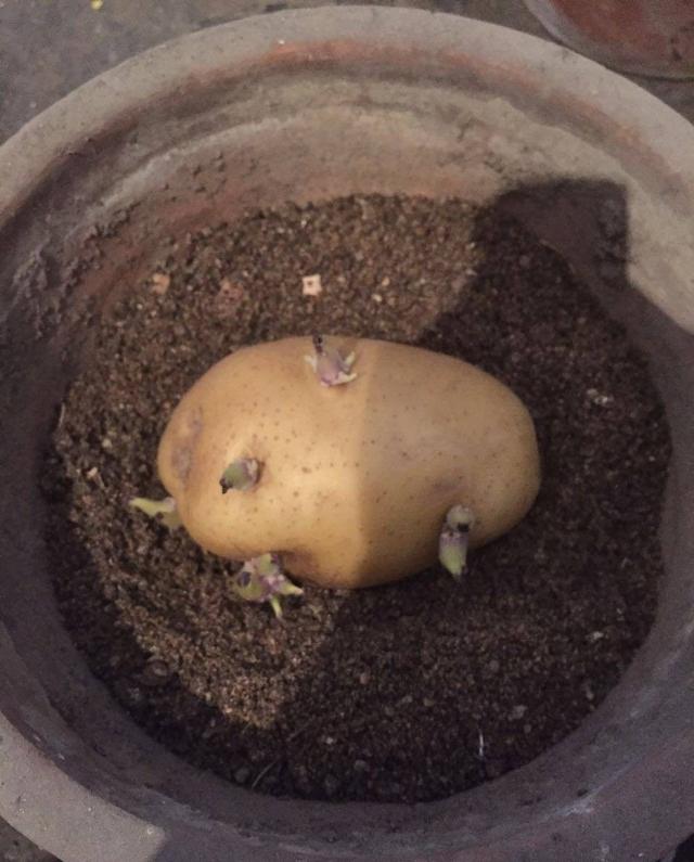 生姜土豆吃不完就扔花盆里长成漂亮盆栽结出丰硕果实