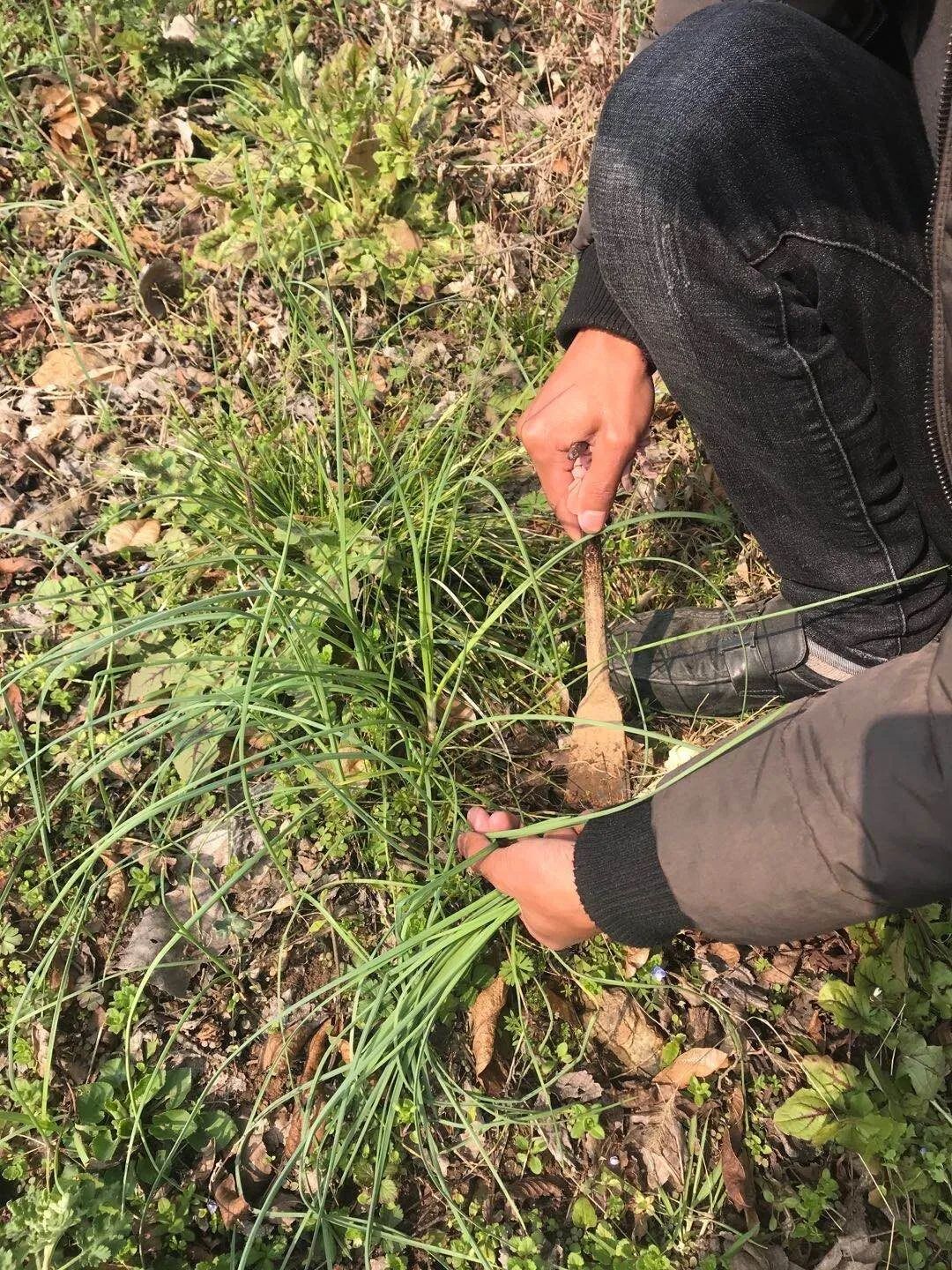 挖野韭菜屋后虽然蔬菜满园,但也架不住这么多人天天吃.