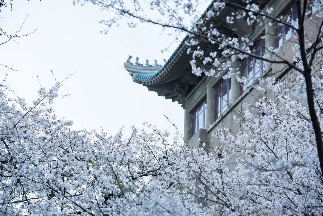 张晶:三八妇女节战地樱花别样艳