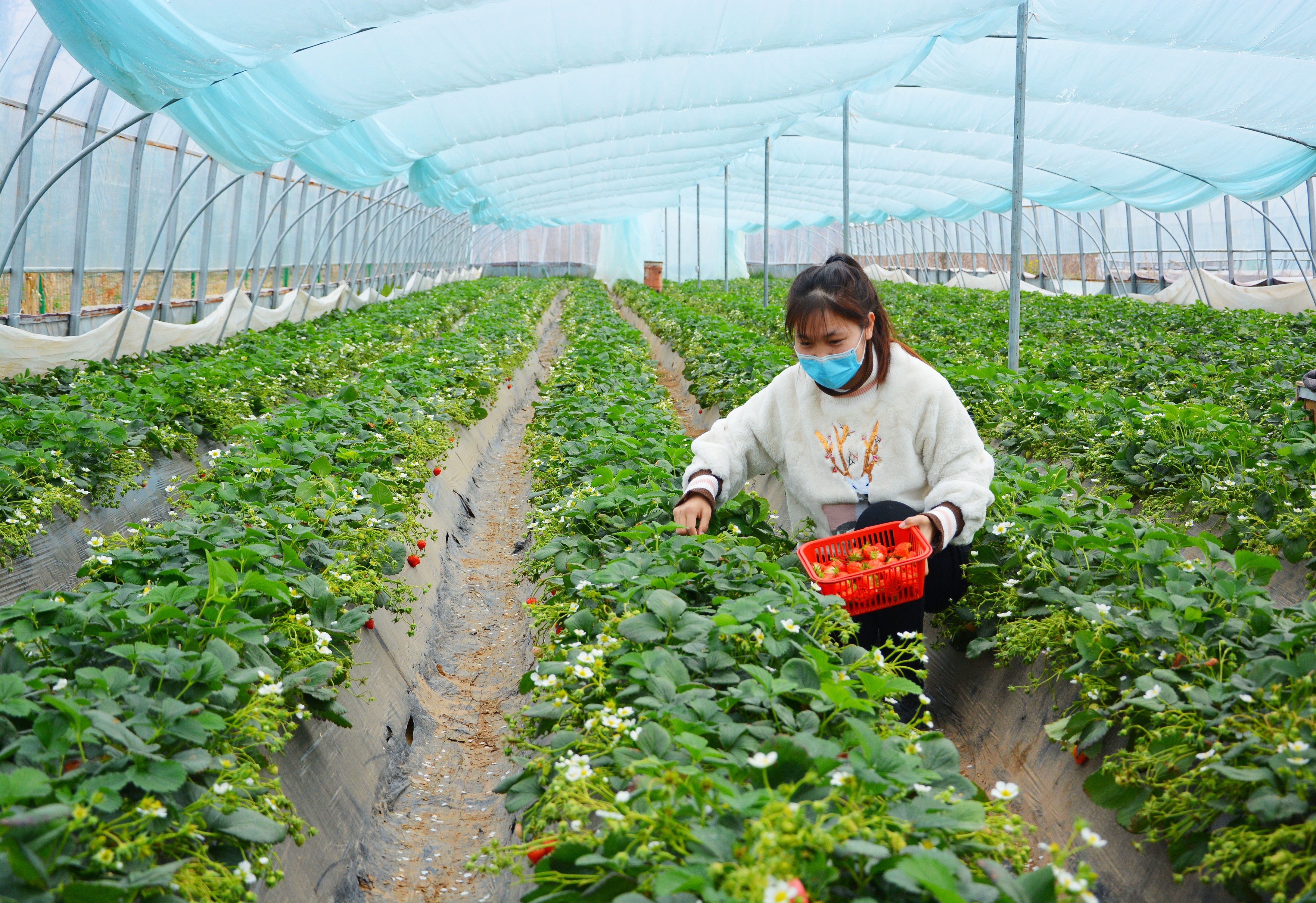 游客正在寨原村产业扶贫示范园大棚草莓地里采摘草莓