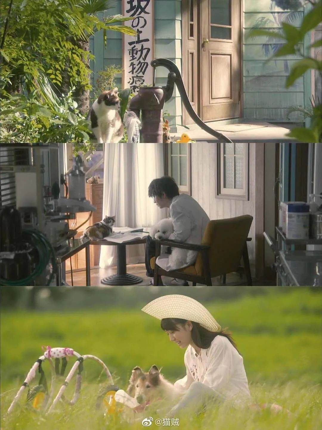 假期高分影单猫奴不得不看8部猫片日剧