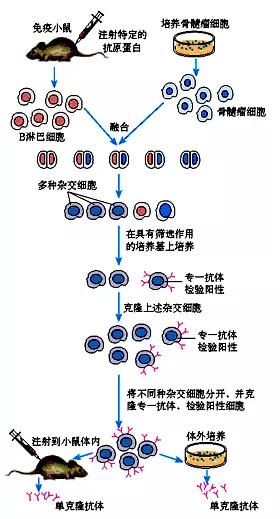 新冠单克隆抗体图片