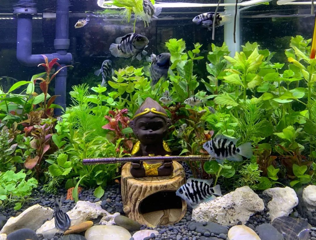 鹦鹉鱼跟迷你鹦鹉有什么关系为什么体型这么像