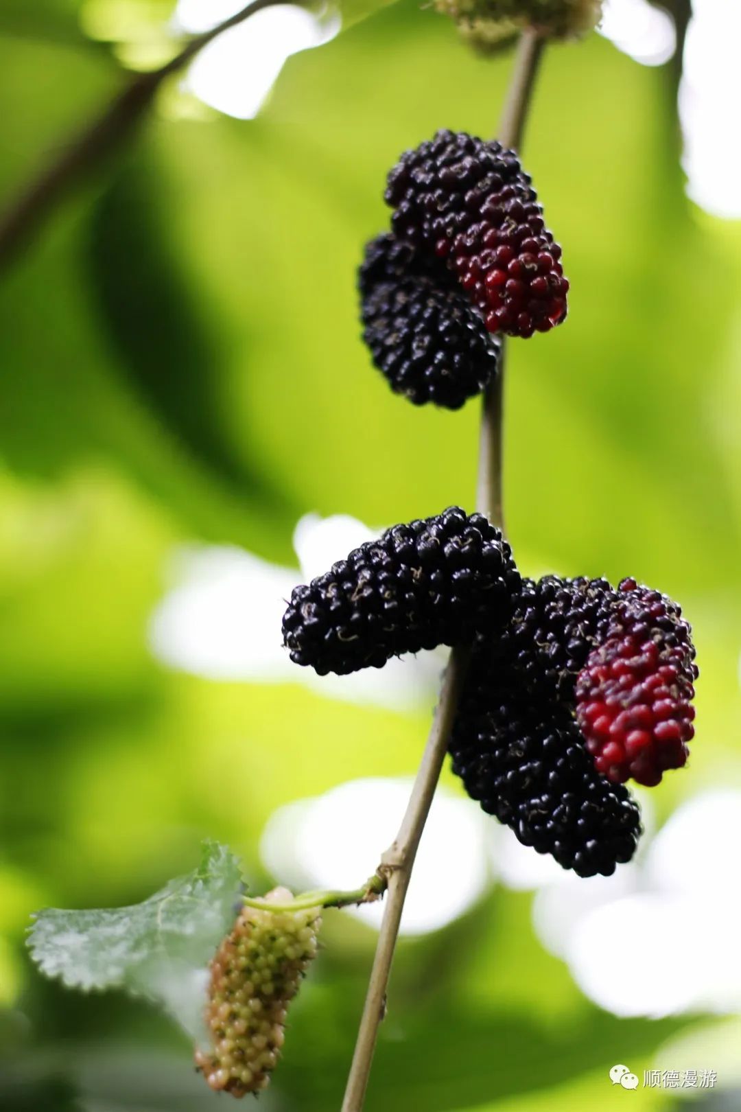 顺德南国丝都桑果熟了