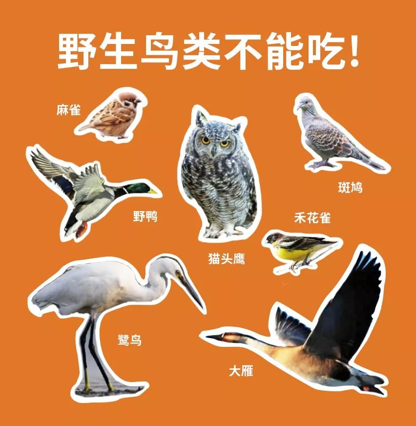 湖北全面禁止食用野生动物我国进入全面禁食野生动物时代哪些算野味你