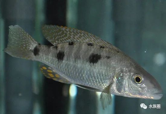 嘴型特殊的魚,長鼻特徵原生境:the sandy habitat(全沙棲息地)食性