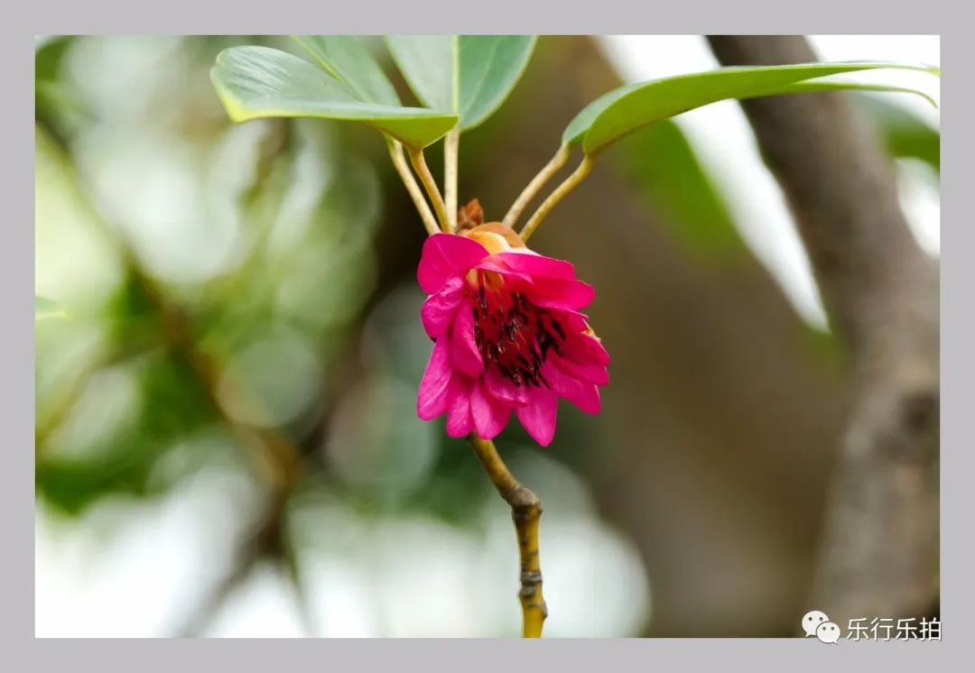 去年初春,為著一睹吊鐘花的芳顏,我們不顧山遠水長,從港島奔至西貢,深