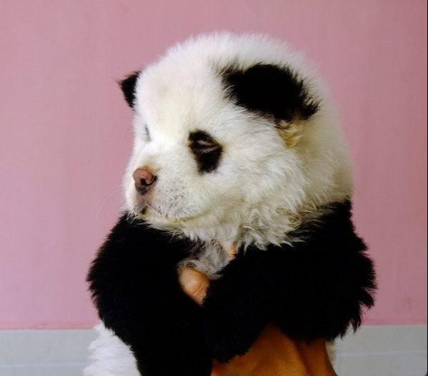 原创朋友送来一只狗说是熊猫犬网友爱了爱了