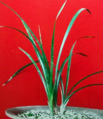 盆栽兰花无根苗的养护技巧