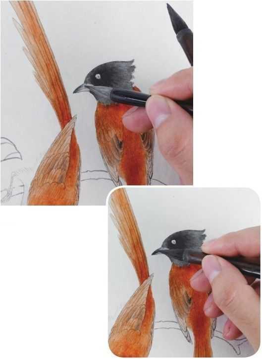零基础工笔画教程:分步骤讲解绶带鸟工笔画法,适合0基础学习