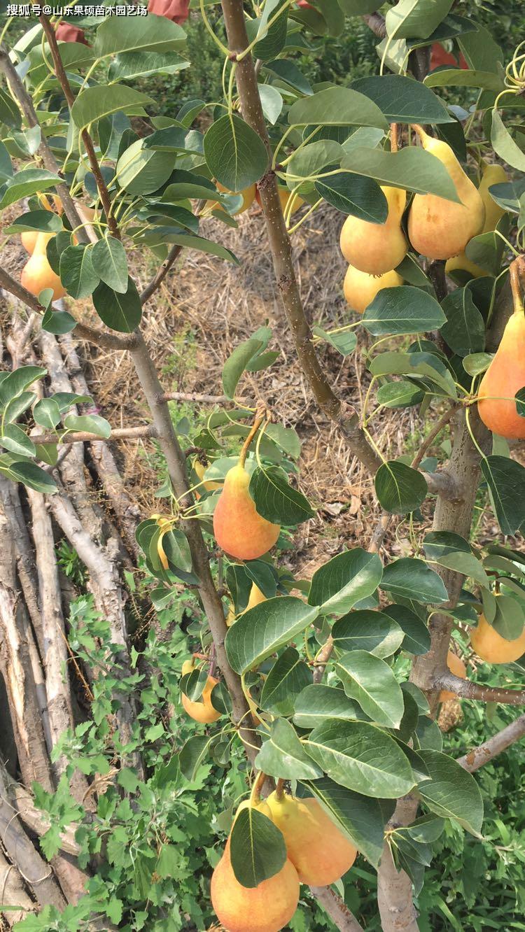 袖珍香梨品种介绍附图片袖珍香梨梨树苗栽培要点以及种植技术