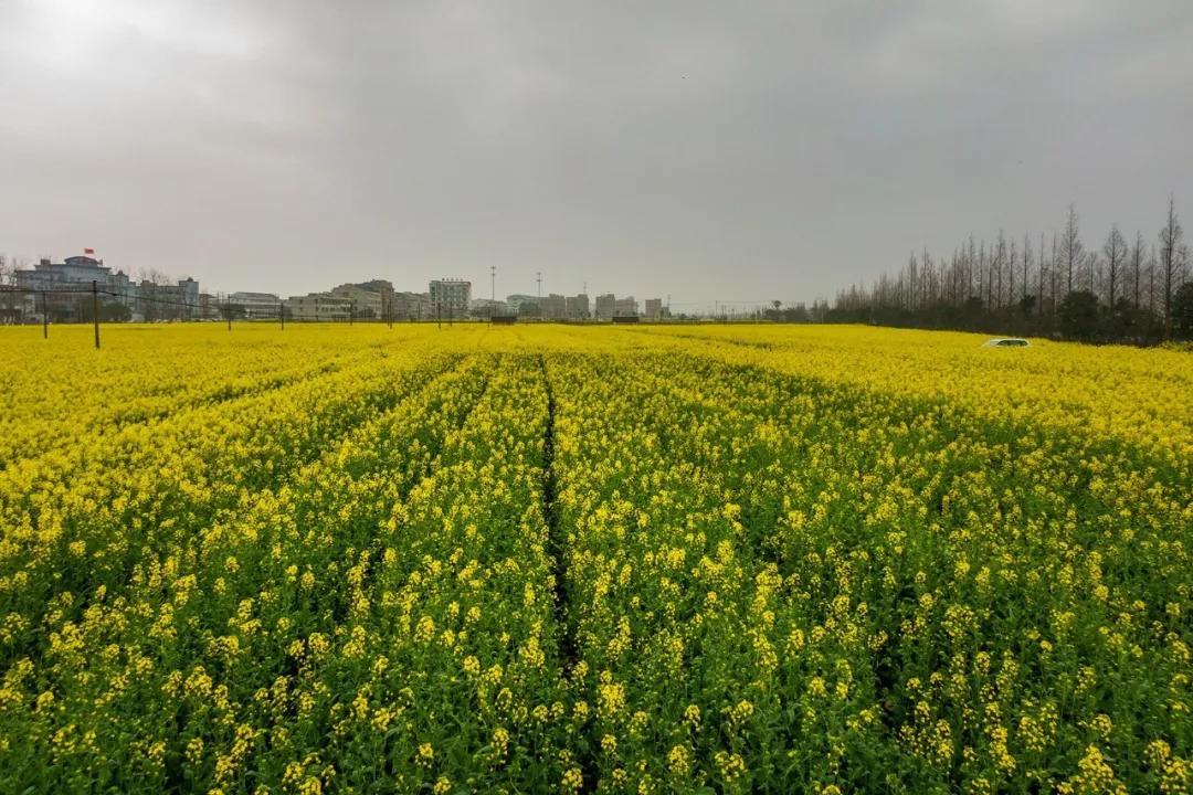 云游瑞安 温州瑞安桐浦的油菜花海已上线