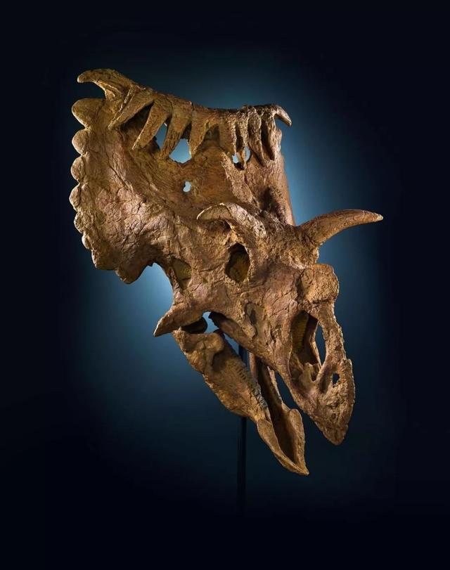 "他认为角龙科在面对掠食者时,更有可能单纯地将自己的巨大体型作为