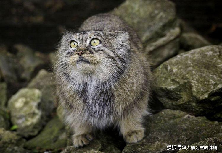 世界上10大危险品种猫咪,最后一种最凶猛,你认识的有几种?