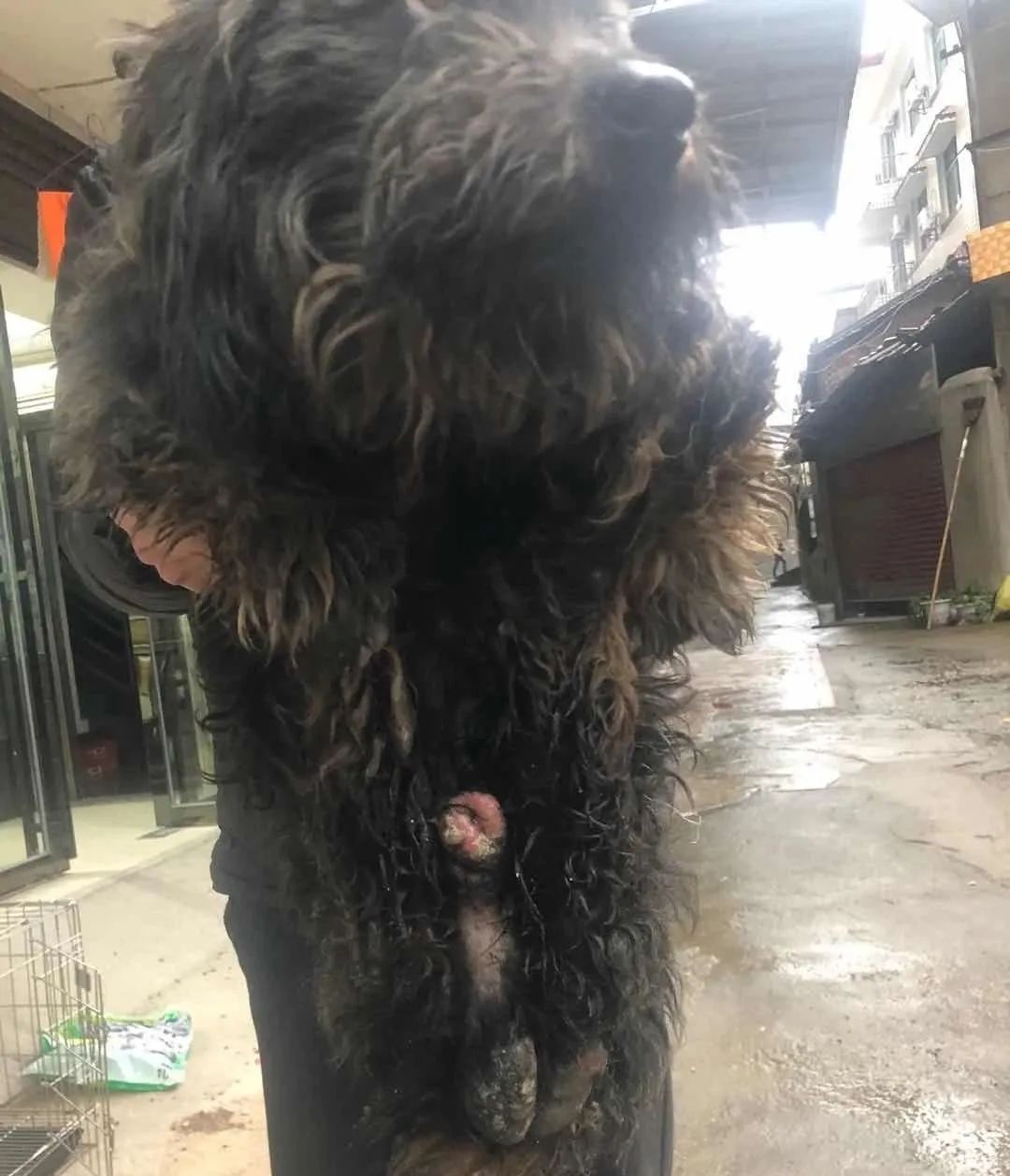 逆着光行走,任风吹雨打,亦不会放弃活下去的希望._狗狗