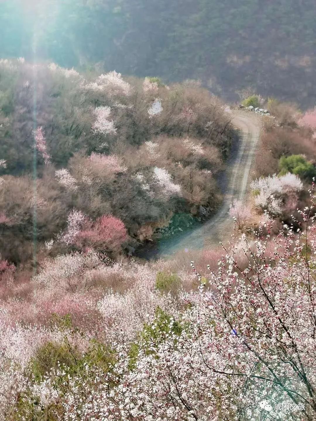 鄭國渠第二屆山野桃花節今日正式開啟你來嗎