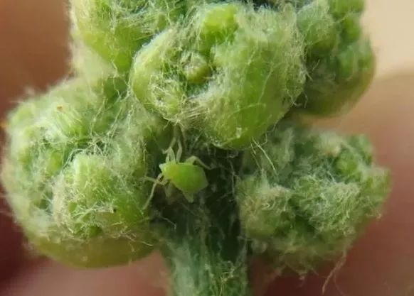 五谷丰绿盲蝽葡萄开春第一害在萌芽期孵化叶片红点撕裂果面黑斑全是