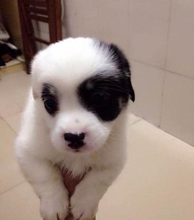 朋友送来一只狗,说是"熊猫犬",网友:爱了爱了