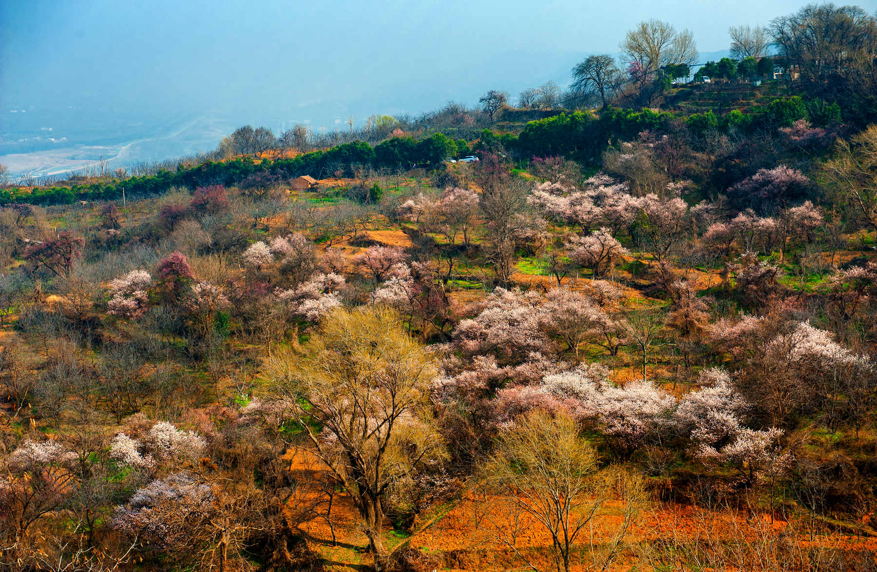 春游白鹿原樱桃沟