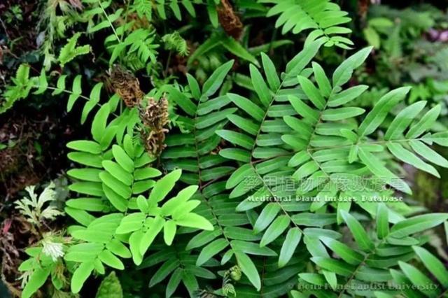 解毒驱瘟良药贯众