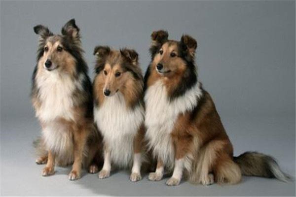 8,喜乐蒂犬:喜乐蒂犬看着是属于那种比较讨人喜欢的犬类,聪明的它们