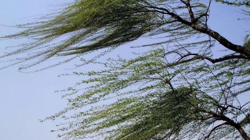 风力达9级最大风速出现在富源滇西,滇中及以东部分地区出现7-9级大风