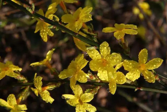 河岸識花迎春花不等春來先怒放一枝天下最多情