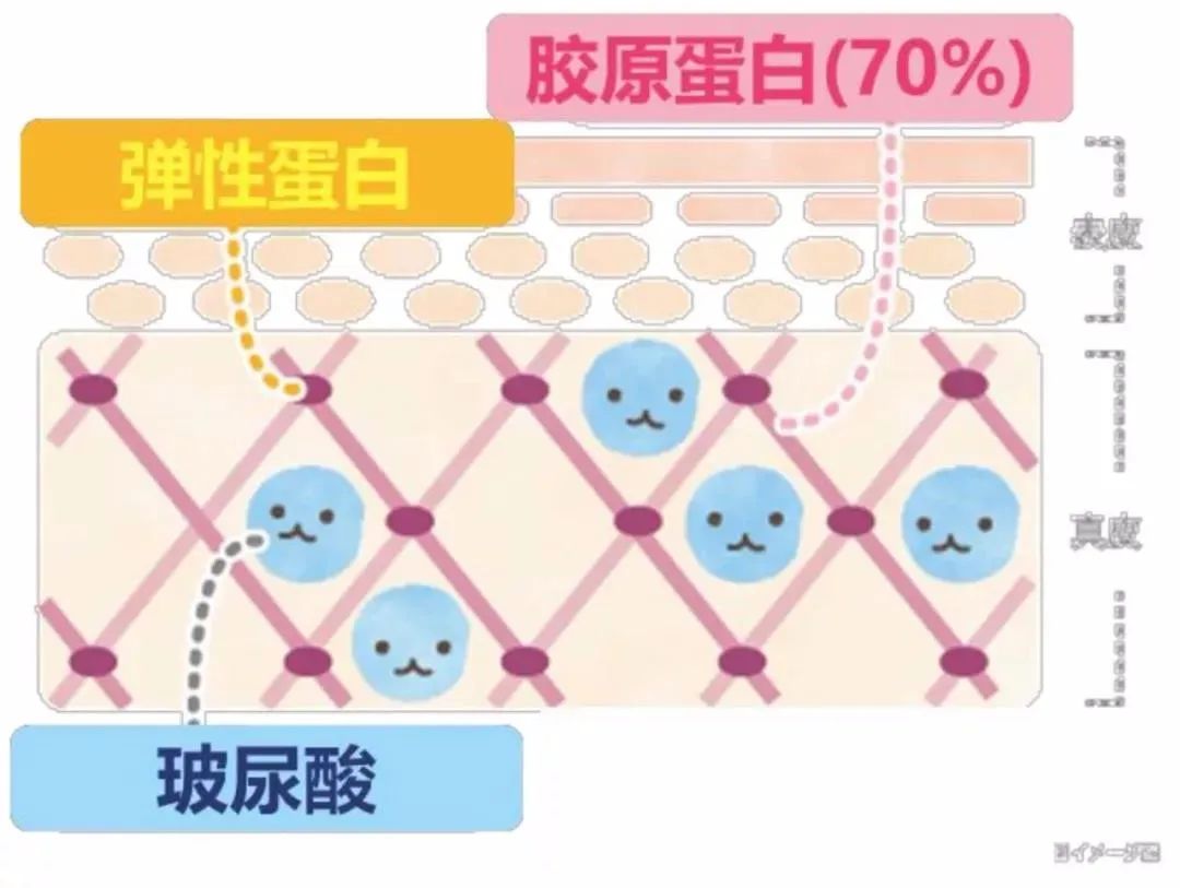 而它相当于肌肤的弹簧,缺少胶原蛋白的肌肤会失去弹性,变得干燥