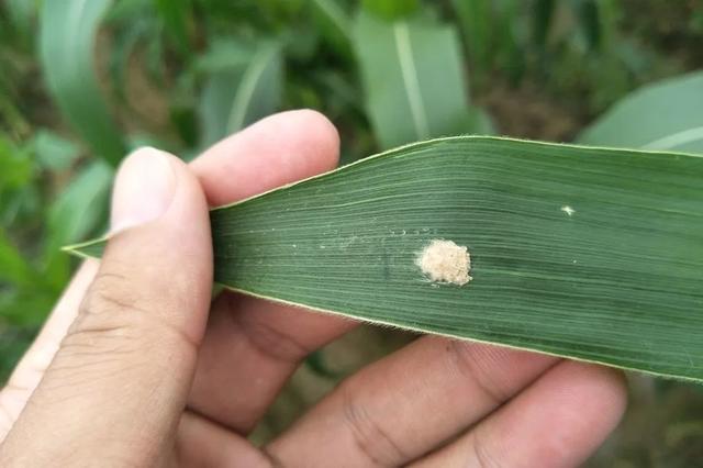 国家部门高能预警防治草地贪夜蛾比预防蝗灾更紧迫