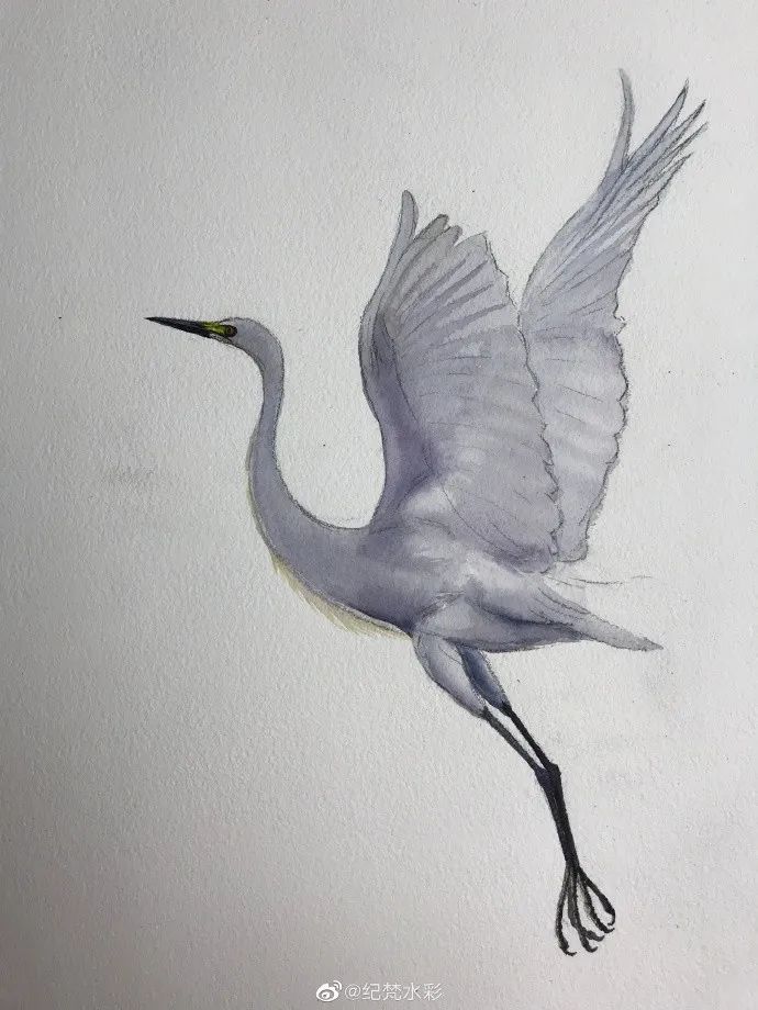 水彩步骤 | 可以出门的日子,是不是像这样飞出门_白鹭飞