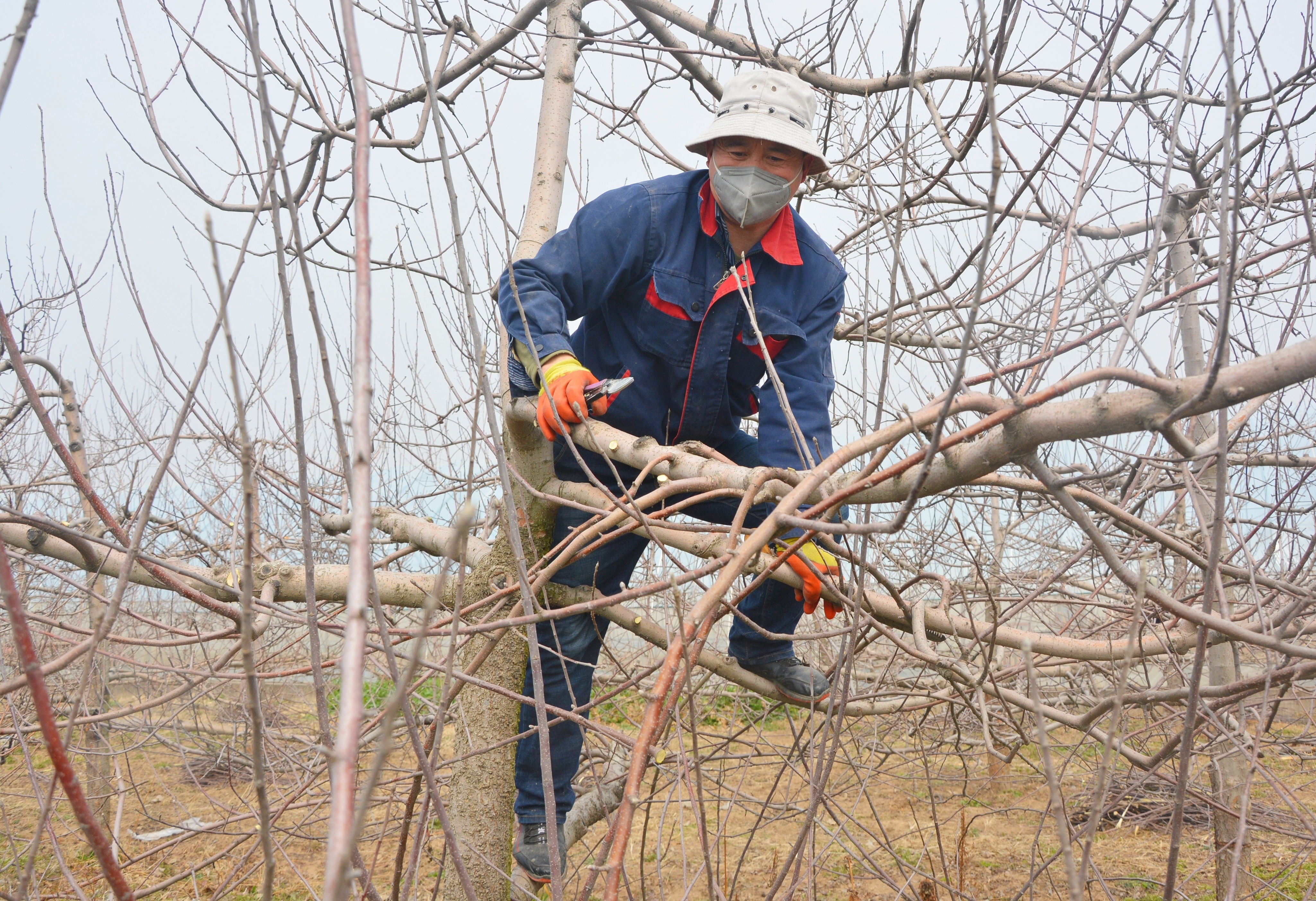 寨原村村民正在果园里修剪树枝