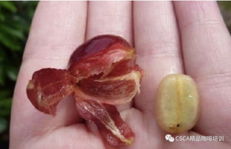 开眼界咖啡果皮可以做饮料而且卖的比咖啡还贵