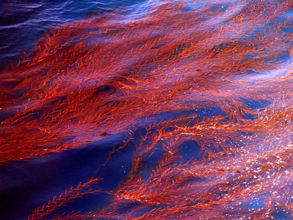 海水温度上升是赤潮出现的原因之一,它们其实是括甲藻,硅藻,原生动物