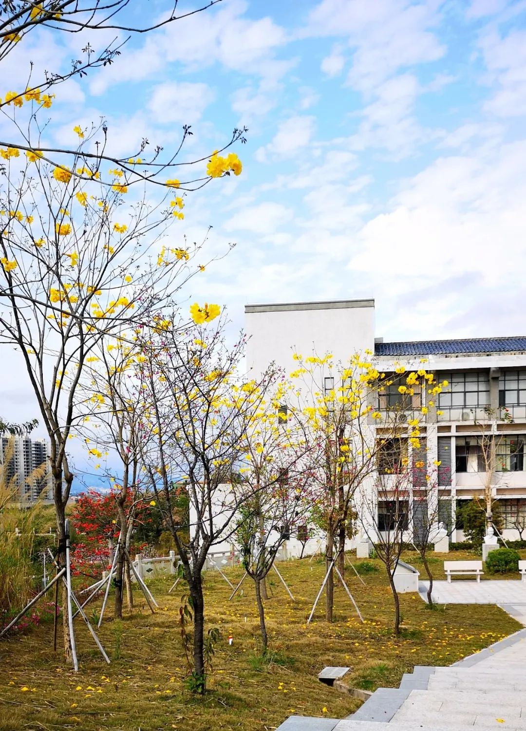 春色满园别样美百花齐放盼你来云赏镜头下的最美河源卫校