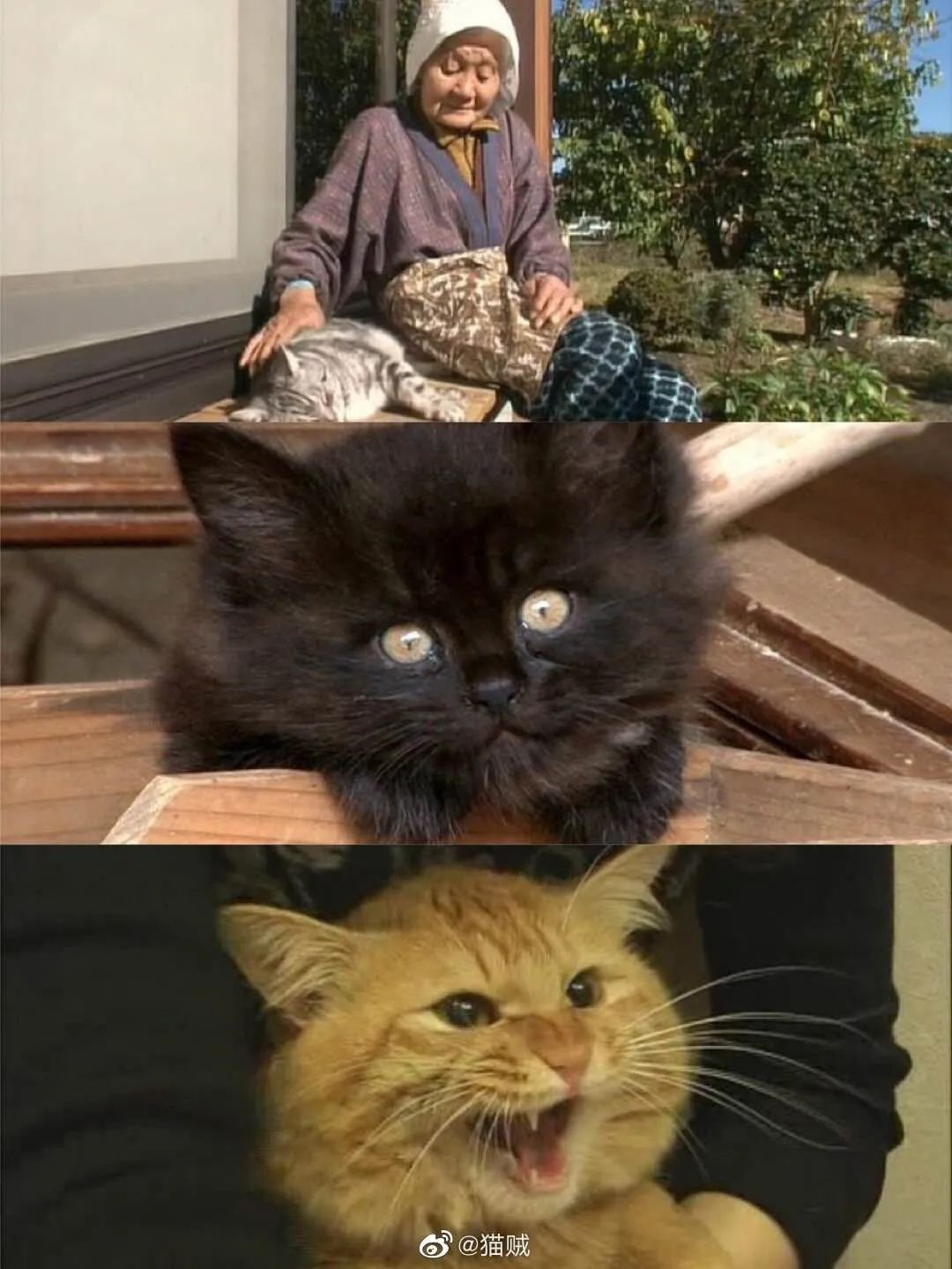 假期高分影单猫奴不得不看8部猫片日剧