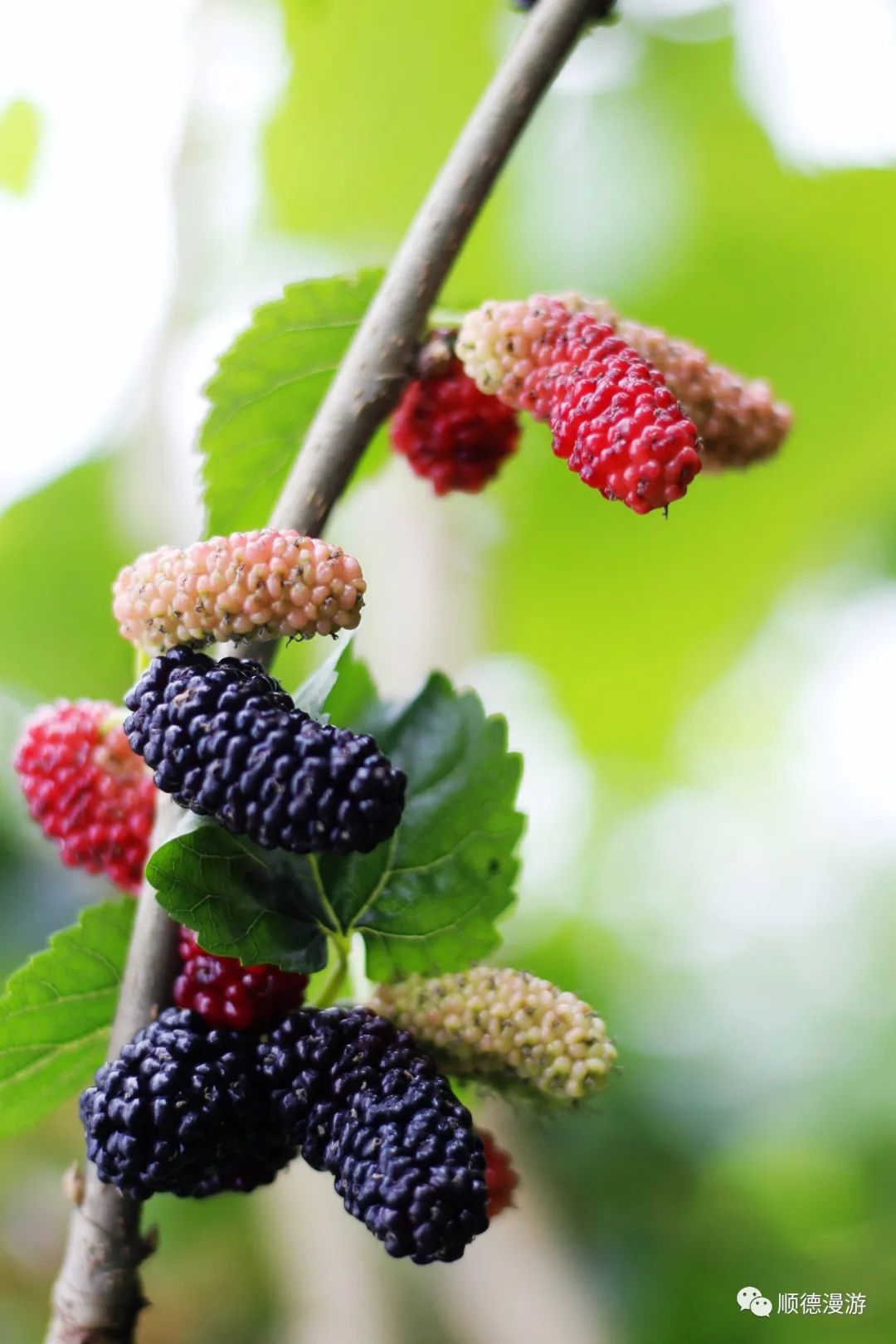 顺德南国丝都桑果熟了