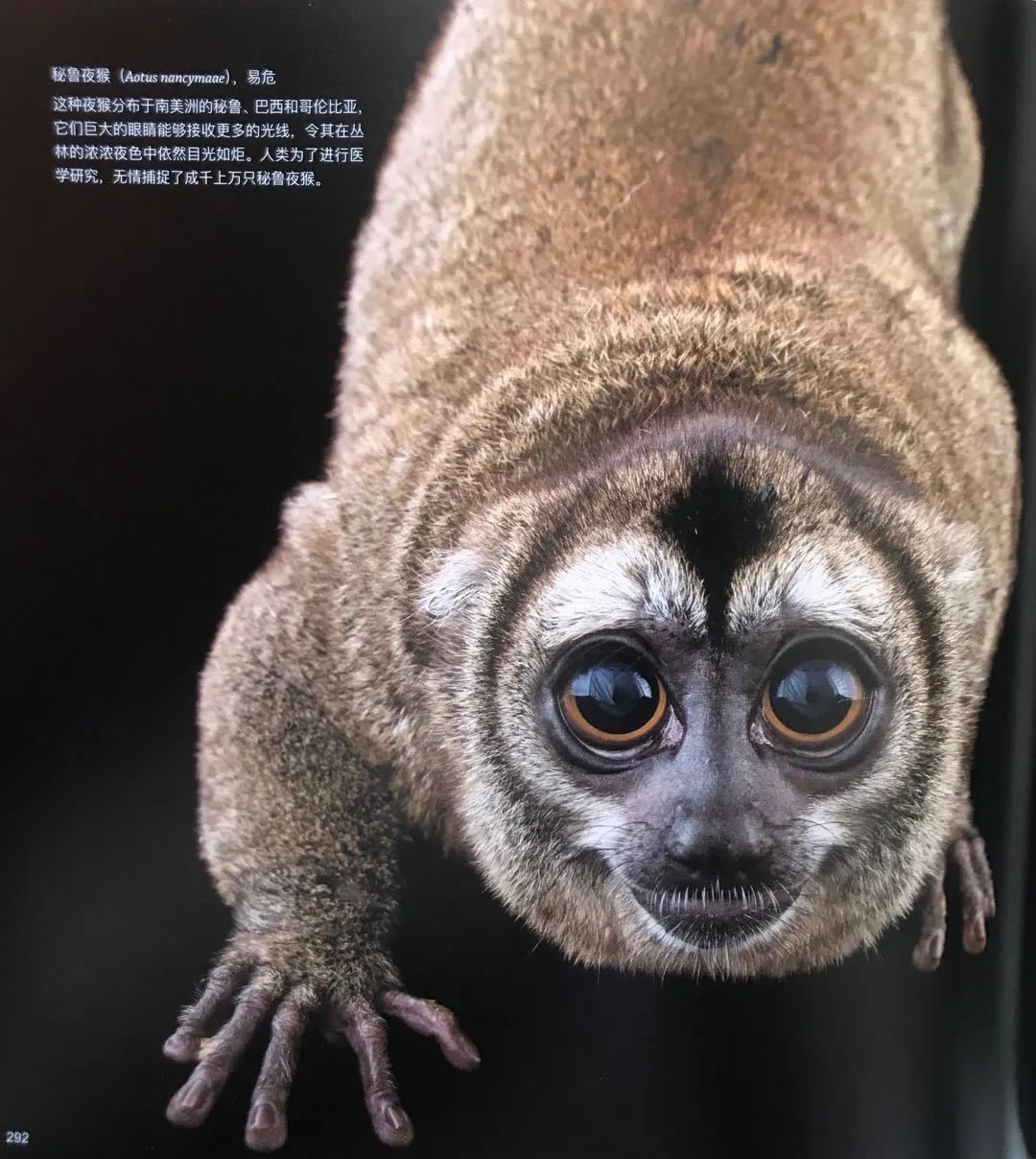 秘鲁夜猴分布于南美洲的秘鲁巴西和哥伦比亚它们巨大的眼睛能够接收
