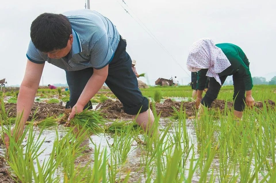 洋县黑米优质古老品种,古法人工种植,有效保留了谷物的全部营养.