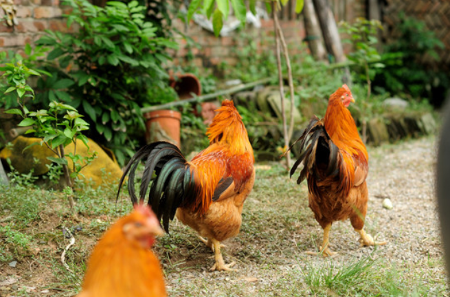 黄羽肉鸡的生产情况