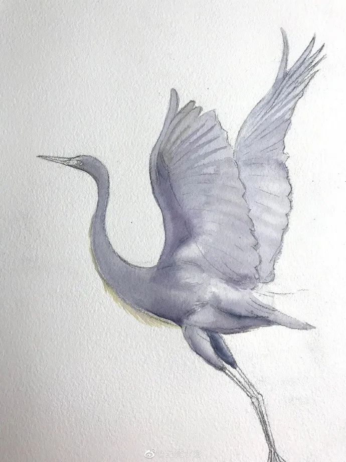 水彩步骤 | 可以出门的日子,是不是像这样飞出门_白鹭飞