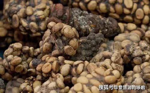 蚜虫,介壳虫等昆虫吸食后,会将多余的糖分排除.