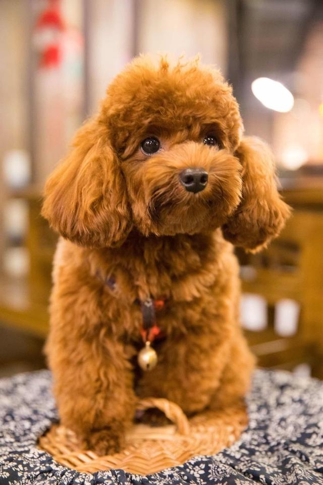 如果你有一只泰迪犬那么不妨看看这篇文章或许会收获许多