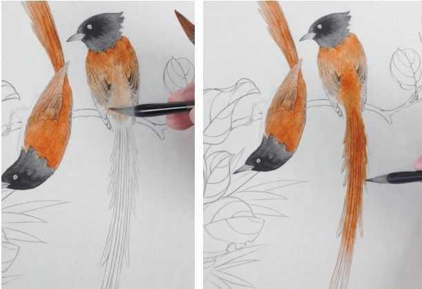 工笔绶带鸟的画法步骤图片