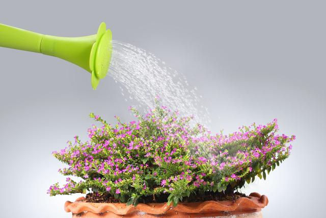 ④温水浇花,冬季天冷水凉,用温水浇花为宜.