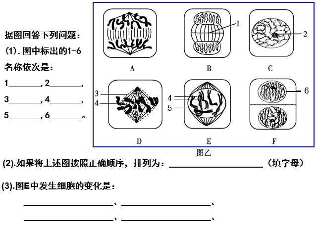 细胞增殖简图图片