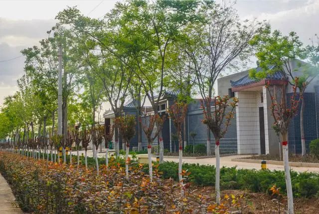 澄城县庄头镇永内村入选第一批国家森林乡村