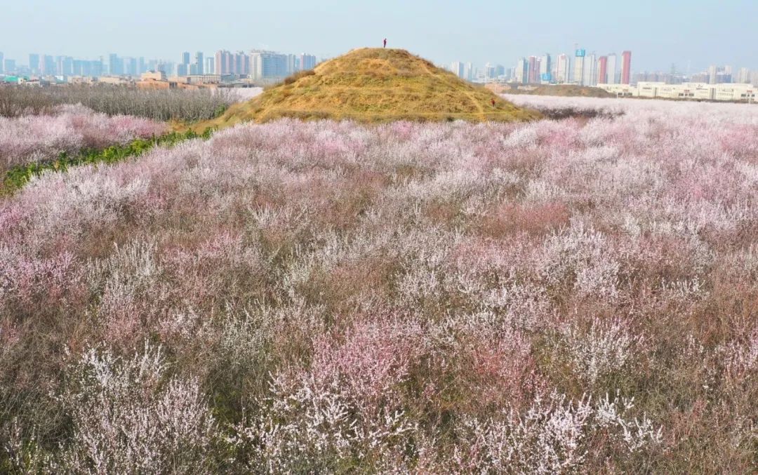 长安区大府井百亩山桃花海奇观又回来了一眼被圈粉好想去看看